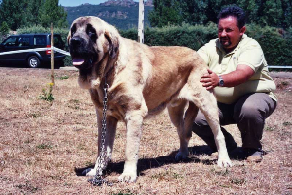 SANSON VENCEDOR ABSOLUTO CERVERA DE PISUERGA CON TAN SOLO 16 MESES - BAOLAMADERA
(Ordoño x Princes de Vega de Albares)
Nacido: 28.03.2004

Keywords: baolamadera