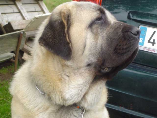 RON
(Ordoño x Princes de Vega de Albares)
Keywords: baolamadera head portrait cabeza