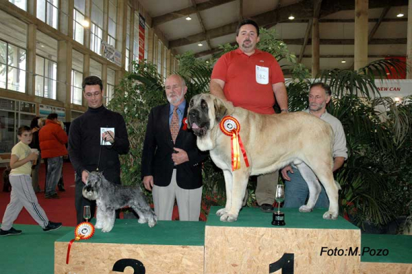 SANSON - Clase intermedia: Excelente 1º y CAC - Mejor de raza - 1º grupo 2. - 3º en Razas Españolas
EXPOSICION CANINA JEREZ DE LA FRONTERA 2005  

(Ordoño x Princes de Vega de Albares)
Nacido: 28.03.2004 

Keywords: baolamadera