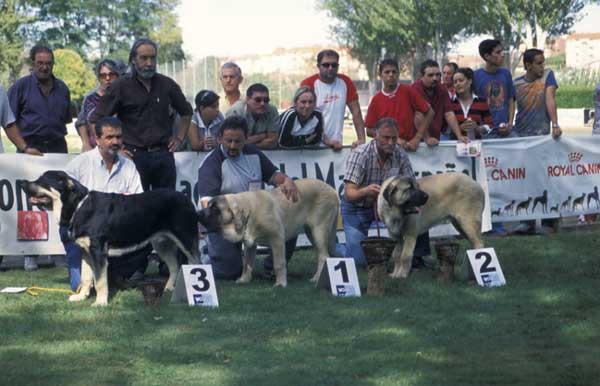 SANSON Y RON
1º Y 2º RESPECTIVAMENTE MONOGRAFICA 2004  

(Ordoño x Princes de Vega de Albares)
Nacidos: 28.03.2004
 

Keywords: baolamadera