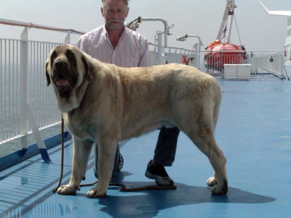 CH. SANSON (BAOLAMADERA) - Eurodog Show 2006 Helsinki, Finlandia
(Ordoño x Princes de Vega de Albares)
Nacido: 28.03.2004
 

Keywords: baolamadera