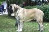Filename=Sanson_barrios2005.jpg
Filesize=48KiB
Dimensions=921x614
Date added=%335 %10, %2006 Sanson_barrios2005.jpg