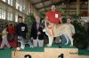 Filename=sanson-jerez.jpg
Filesize=61KiB
Dimensions=800x532
Date added=%333 %10, %2006 sanson-jerez.jpg