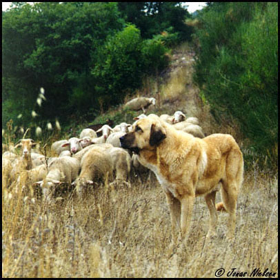 Mastín ganadero (Ismael - León 2001)  
Photo: Jonas Nielsen - © Copyright.  

Keywords: flock working ganadero ismael