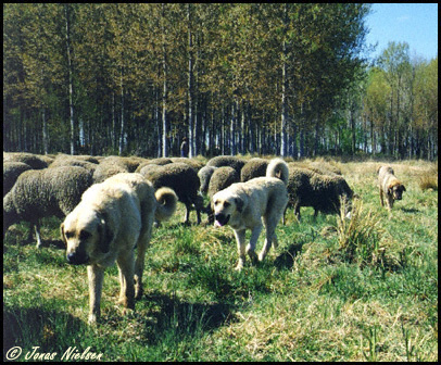 Young working mastines
Photo: Jonas Nielsen - © Copyright.  

Keywords: flock working ganadero