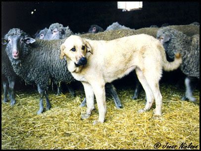 Young working mastin (female)
Photo: Jonas Nielsen - © Copyright.  

Keywords: flock working ganadero