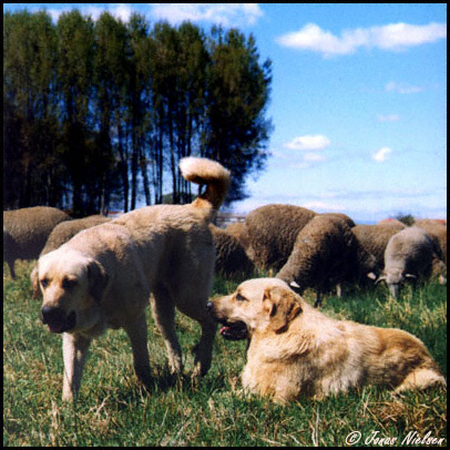 Young working mastines (females)
Photo: Jonas Nielsen - © Copyright.  

Keywords: flock working ganadero