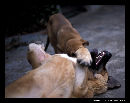 Puppies playing
Photo: Jonas Nielsen - © Copyright.  

Keywords: puppyspain puppy cachorro