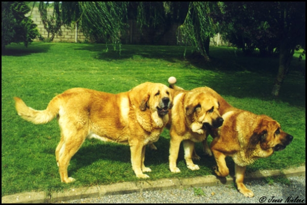 Platon, Hercules & Giron de Las Cañadas
Photo: Jonas Nielsen - © Copyright.  

Keywords: canadas