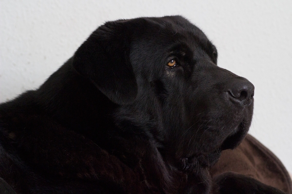 Apolo de Ablanera
Morena de Ablanera x Carbonero de Fuentemimbre
Keywords: Apolo, Apollo, Black, Negro, head portrait cabeza