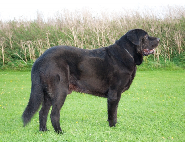 Apolo de Ablanera - 11 months/meses
Carbonero de Fuente Mimbre x Morena de Ablanera
Keywords: Apollo Black, Negro, Male, Macho, Joven, Apolo