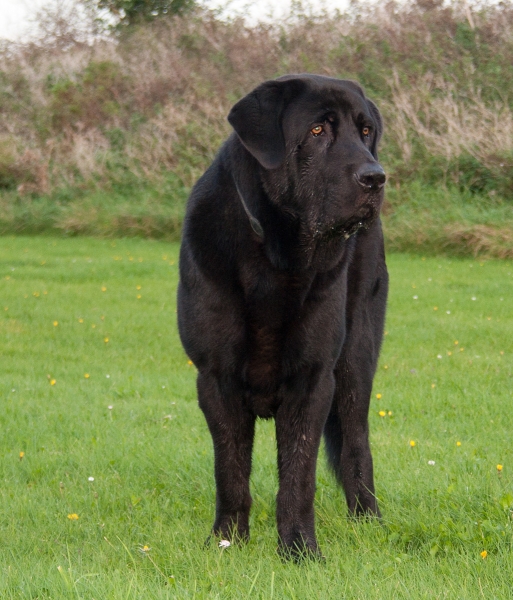 Apolo de Ablanera - 11 months/meses
Carbonero de Fuente Mimbre x Morena de Ablanera
Keywords: Apollo, Black, Negro, Male, Macho, Joven, Apolo