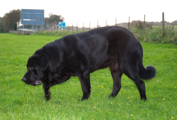 Apolo de Ablanera - 11 months/meses
Carbonero de Fuente Mimbre x Morena de Ablanera
Keywords: Apollo, Black, Negro, Male, Macho, Joven, Apolo