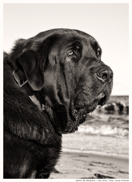 Apolo de Ablanera - tres años
Morena de Ablanera x Carbonero de Fuentemimbre 
Keywords: Apolo, Apollo, black, negro, macho, portrait, head, cabeza