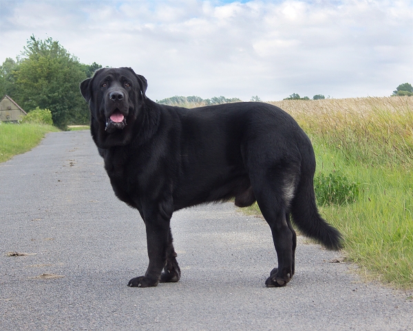 Apolo de Ablanera - 22 months
Carbonero de Fuente Mimbre x Morena de Ablanera
Keywords: Apolo, Apollo, Black, Negro