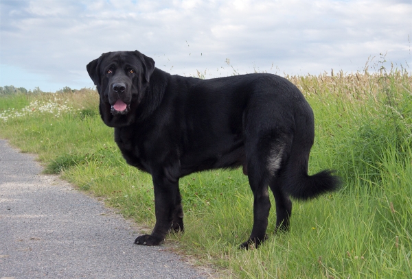 Apolo de Ablanera - 22 months
Carbonero de Fuente Mimbre x Morena de Ablanera
Keywords: Apolo, Apollo, Black, Negro