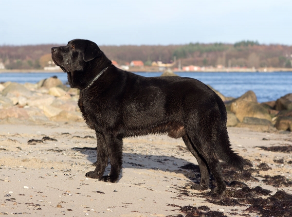 Apolo de Ablanera - 12 months
Carbonero de Fuente Mimbre x Morena de Ablanera
Keywords: Apolo, Apollo, Black, Negro