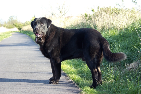 Apolo de Ablanera - 18 months
Carbonero de Fuente Mimbre X Morena de Ablanera
Keywords: Apollo