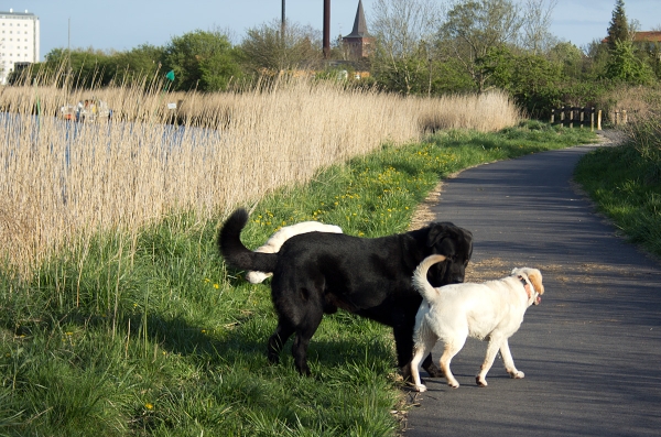 Apolo de Ablanera playing with Labradors
Carbonero de Fuente Mimbre X Morena de Ablanera
Keywords: Apollo