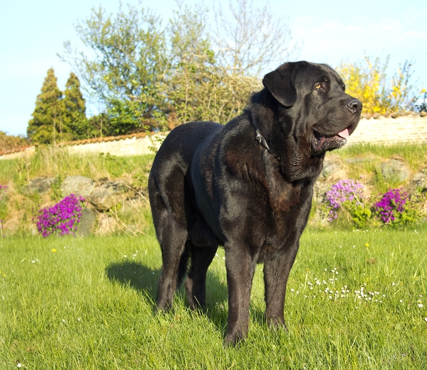 Apolo de Ablanera - 18 months
Carbonero de Fuente Mimbre X Morena de Ablanera
Keywords: Apollo