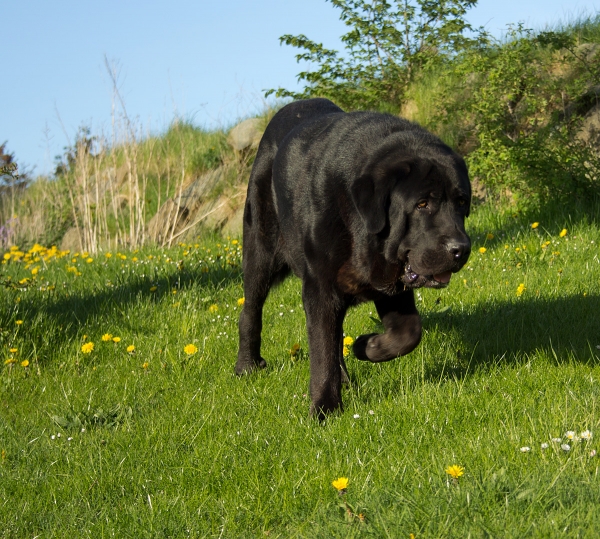 Apolo de Ablanera - 18 months
Carbonero de Fuente Mimbre X Morena de Ablanera
Keywords: Apollo