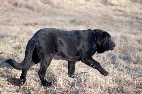 Apolo de Ablanera at the beach
(Carbonero de Fuente Mimbre x Morena de Ablanera)
Keywords: Apolo, Apollo, Black, Negro