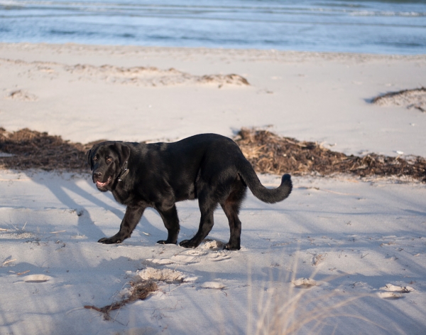 Apolo de Ablanera at the beach
(Carbonero de Fuente Mimbre x Morena de Ablanera)
Keywords: Apolo, Apollo, Black, Negro