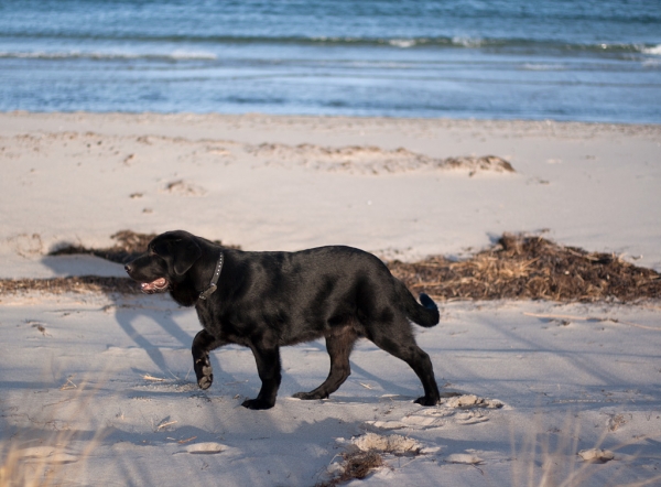 Apolo de Ablanera at the beach
(Carbonero de Fuente Mimbre x Morena de Ablanera)
Keywords: Apolo, Apollo, Black, Negro