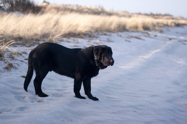 Apolo de Ablanera at the beach
(Carbonero de Fuente Mimbre x Morena de Ablanera)
Keywords: Apolo, Apollo, Black, Negro