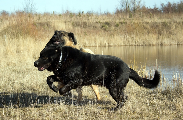 Apolo de Ablanera - 2,5 years
Morena de Ablanera x Carbonero de Fuentemimbre
Keywords: Apolo, Apollo, Black, Negro