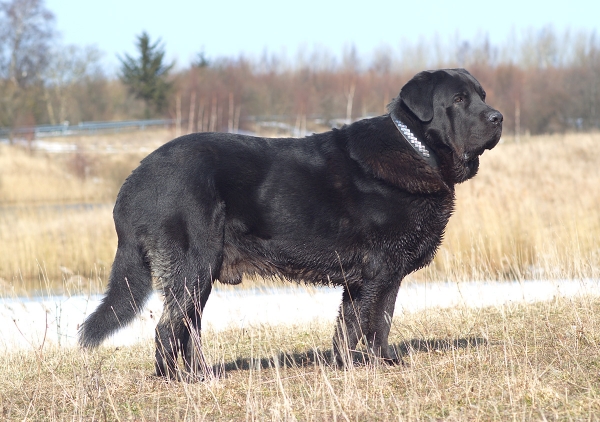Apolo de Ablanera - 2,5 years
Morena de Ablanera x Carbonero de Fuentemimbre
Keywords: Apolo, Apollo, Black, Negro