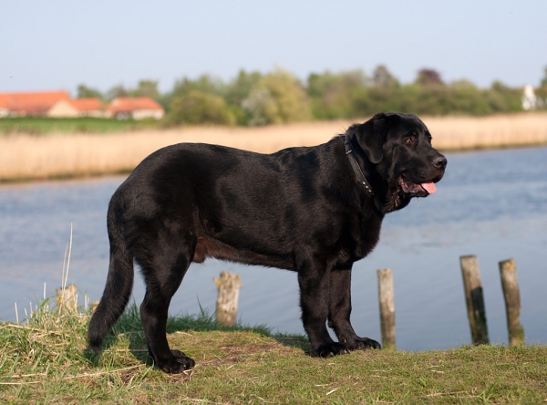 Apolo de Ablanera - 6 months
(Carbonero de Fuente Mimbre x Morena de Ablanera)
Keywords: Apolo, Apollo, Black, Negro