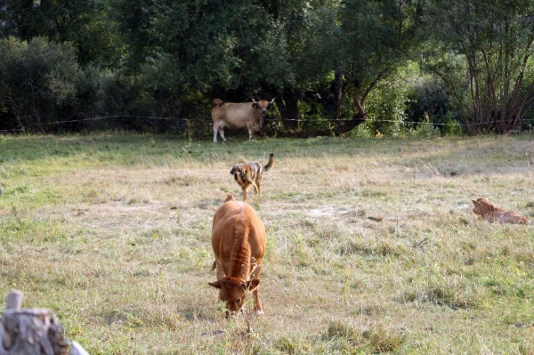 Mastin en el campo León septiembre 09
