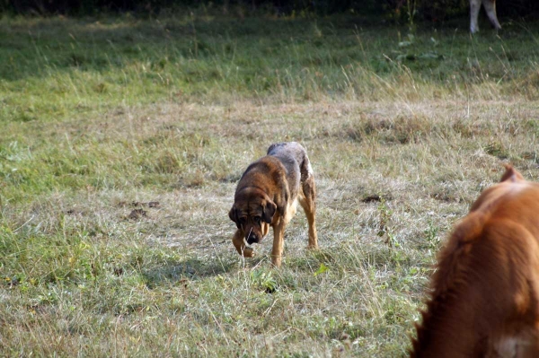 Mastin en el campo León septiembre 09
