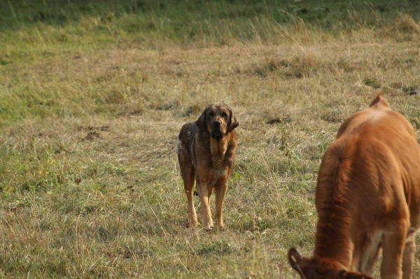 Mastin en el campo León septiembre 09
