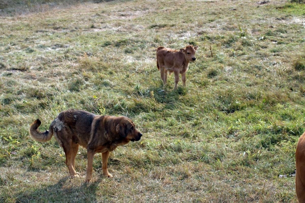 Mastin en el campo León septiembre 09
