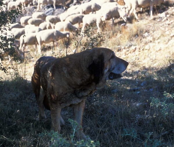 Mastines near Villafeliz 2001
Photo: Jonas Nielsen. © Copyright  

Keywords: flock working ganadero