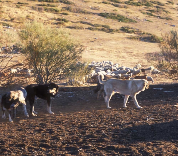 Mastines ganaderos (Ismael - León 2001) 
Keywords: flock working ganadero ismael