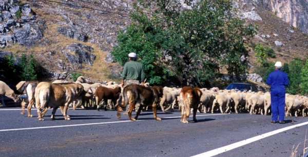 Mastines near Villafeliz 2001
Photo: Jonas Nielsen. © Copyright  

Keywords: flock working ganadero