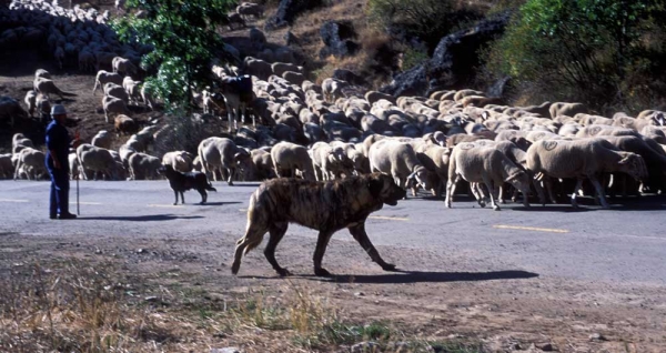 Mastines near Villafeliz 2001
Photo: Jonas Nielsen. © Copyright  

Keywords: flock working ganadero