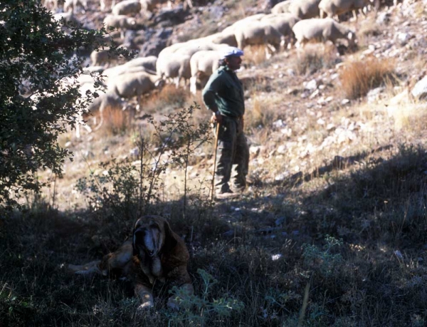 Mastines near Villafeliz 2001
Photo: Jonas Nielsen. © Copyright  

Keywords: flock working ganadero