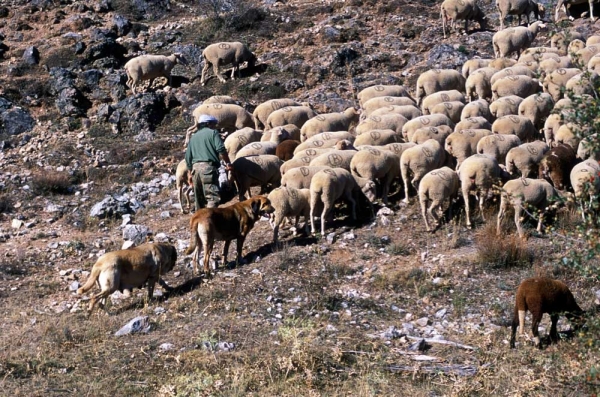 Mastines near Villafeliz 2001
Photo: Jonas Nielsen. © Copyright  

Keywords: flock working ganadero