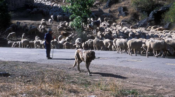 Mastines near Villafeliz 2001
Photo: Jonas Nielsen. © Copyright  

Keywords: flock working ganadero