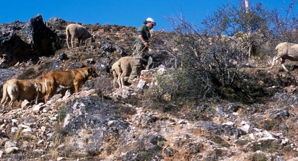 Mastines near Villafeliz 2001
Photo: Jonas Nielsen. © Copyright  

Keywords: flock working ganadero