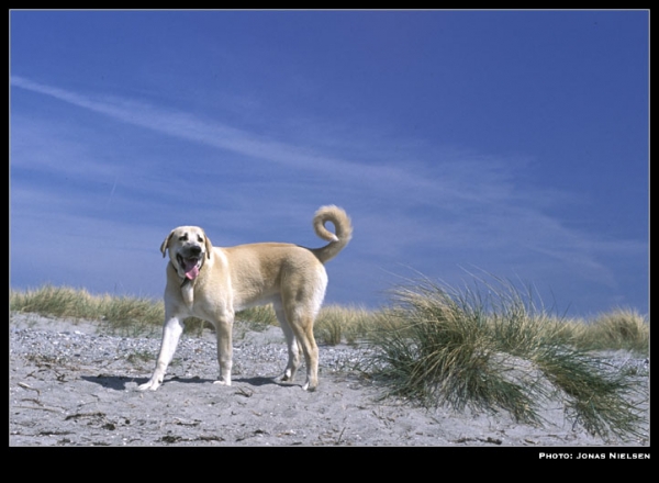 Toro de la Peña Mora at the beach - 8 months old
(Ch. Cañon de Fuente Mimbre x Jara de Ablanera)
Born: 28.08.2002

Photo: Jonas Nielsen - © Copyright.  

Keywords: toro