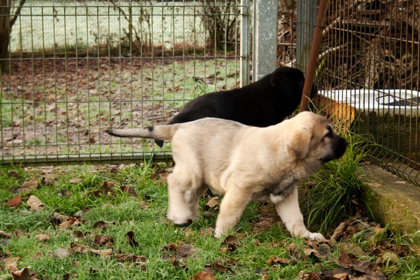 Orestes and Apolo de Ablanera
Carbonero de Fuente Mimbre X Morena de Ablanera
Born: 25.10.2010


Keywords: Apollo, ablanera