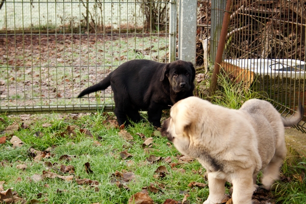 Apolo and Orestes de Ablanera
Carbonero de Fuente Mimbre X Morena de Ablanera
Born: 25.10.2010


Keywords: Apollo, ablanera