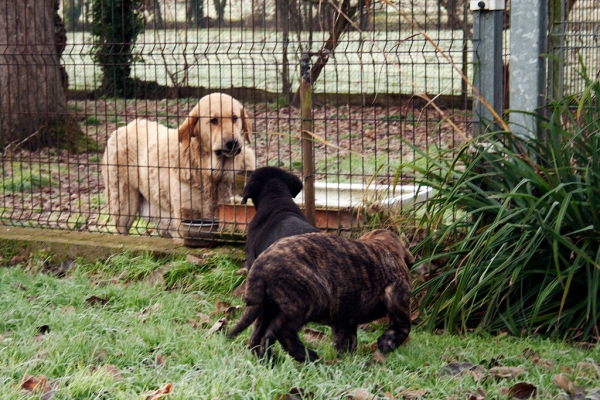 Lola, Apolo and Helena de Ablanera
Carbonero de Fuente Mimbre X Morena de Ablanera
Born: 25.10.2010


Keywords: Apollo, ablanera