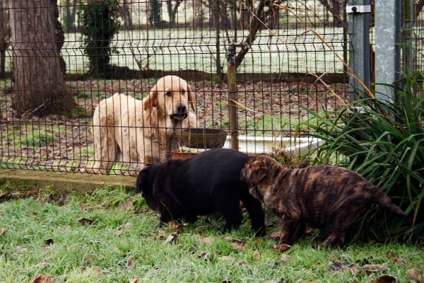 Lola, Apolo and Helena de Abnanera
Carbonero de Fuente Mimbre X Morena de Ablanera
Born: 25.10.2010


Keywords: Apollo, ablanera