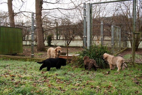 Apolo, Helena and Orestes de Ablanera
Carbonero de Fuente Mimbre X Morena de Ablanera
Born: 25.10.2010


Keywords: Apollo, ablanera